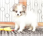 Small #2 Pomeranian