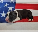 Small Photo #104 Border Collie Puppy For Sale in NORBORNE, MO, USA