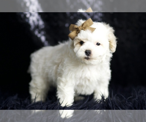 Medium Photo #33 Maltipoo (Miniature) Puppy For Sale in WARSAW, IN, USA