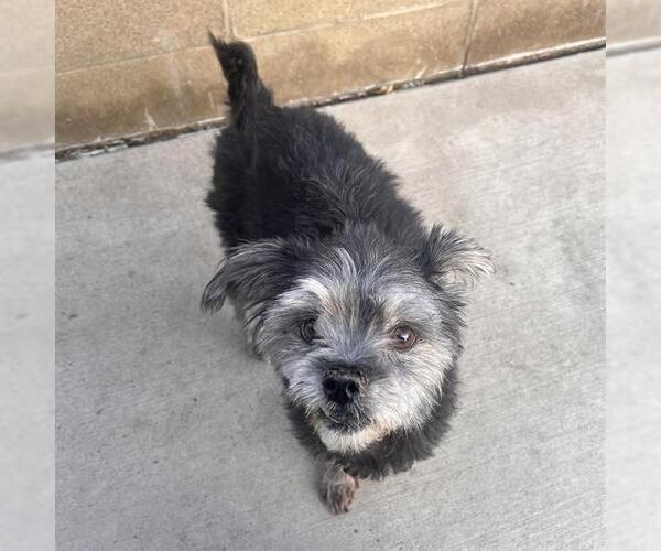 Medium Photo #1 Poodle (Miniature)-Unknown Mix Puppy For Sale in Denver, CO, USA