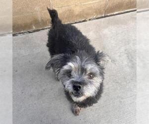 Poodle (Miniature)-Unknown Mix Dogs for adoption in Denver, CO, USA