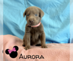 Puppy Aurora Labrador Retriever