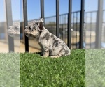 Small #24 French Bulldog
