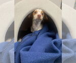 Small #8 Italian Greyhuahua