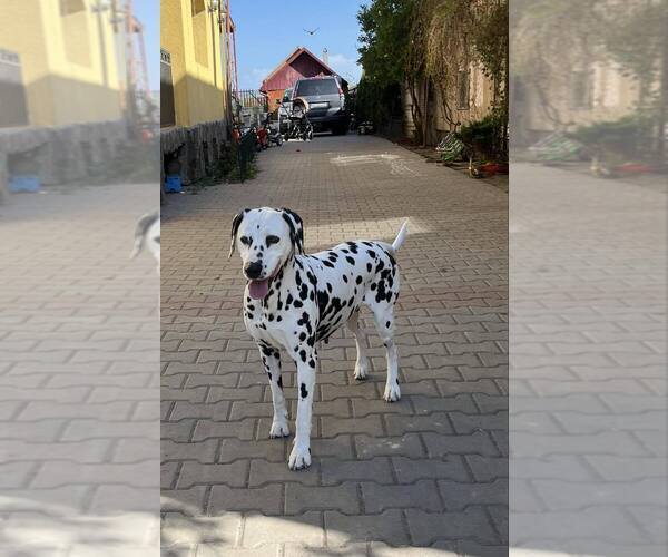 Medium Photo #1 Dalmatian Puppy For Sale in Iernut, Mures, Romainia