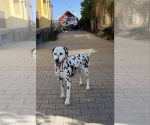 Mother of the Dalmatian puppies born on 05/15/2025