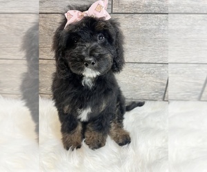 Miniature Bernedoodle-Poodle (Miniature) Mix Puppy for sale in RICHMOND, IL, USA