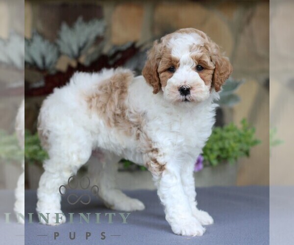 Medium Photo #4 Goldendoodle (Miniature) Puppy For Sale in EAST EARL, PA, USA
