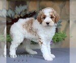 Small #3 Goldendoodle (Miniature)