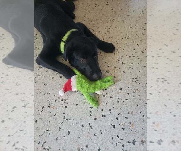 Medium Photo #1 Labrador Retriever-Unknown Mix Puppy For Sale in Royal Palm Beach, FL, USA