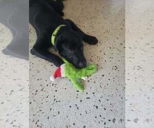 Labrador Retriever-Unknown Mix Dogs for adoption in Royal Palm Beach, FL, USA