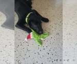 Small Labrador Retriever Mix