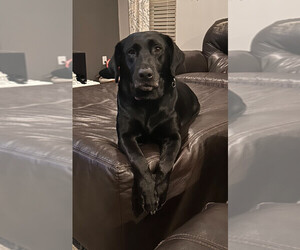 Mother of the Labrador Retriever puppies born on 08/28/2025