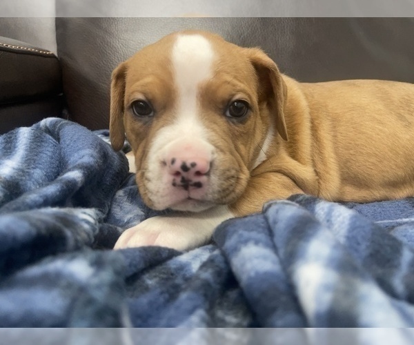 Medium Photo #45 American Bully Puppy For Sale in REESEVILLE, WI, USA