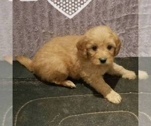 Goldendoodle-Poodle (Miniature) Mix Puppy for sale in ARTHUR, IL, USA