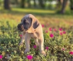 Small #2 Cane Corso