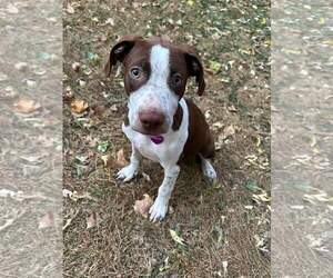 Huxley - Male American Pit Bull Terrier-Unknown Mix Dog for Adoption - Photo #16