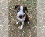 Small #15 American Pit Bull Terrier Mix