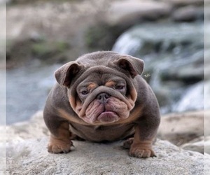 Father of the English Bulldog puppies born on 05/14/2025