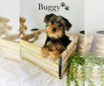 Small #10 Yorkshire Terrier