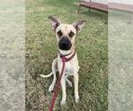 Small Black Mouth Cur Mix