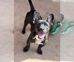 French Bullhuahua Dogs for adoption in Phoenix, AZ, USA