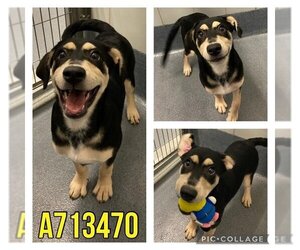 Rottweiler-Unknown Mix Dogs for adoption in San Antonio, TX, USA