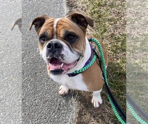 Bulldog Dogs for adoption in Manahawkin, NJ, USA