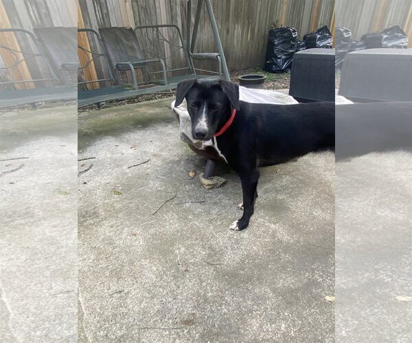 Medium Photo #3 Border Collie-Unknown Mix Puppy For Sale in Spring, TX, USA
