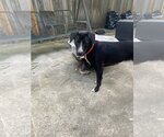 Small #2 Border Collie Mix