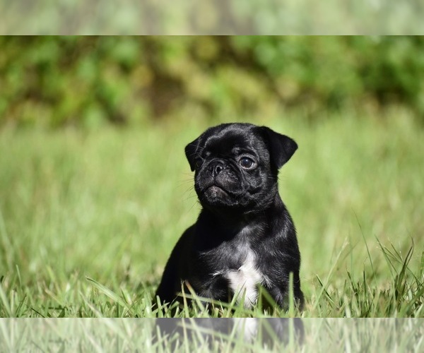 Medium Photo #8 Pug Puppy For Sale in PALM COAST, FL, USA