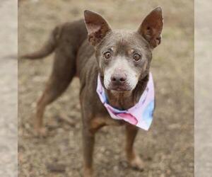 Mutt Dogs for adoption in San Antonio, TX, USA