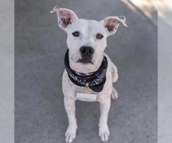 Medium Photo #9 Boxer-Unknown Mix Puppy For Sale in San Diego, CA, USA