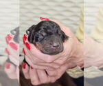 Puppy Puppy 4 Doberman Pinscher