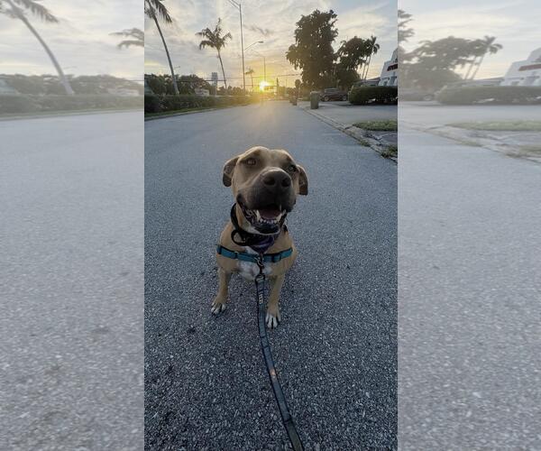 Medium Photo #12 Mutt Puppy For Sale in Pompano Beach , FL, USA