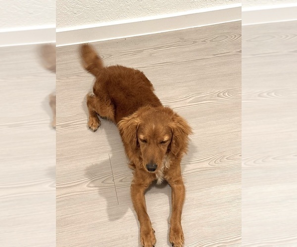 Medium Photo #1 Goldendoodle (Miniature) Puppy For Sale in NEW BRAUNFELS, TX, USA