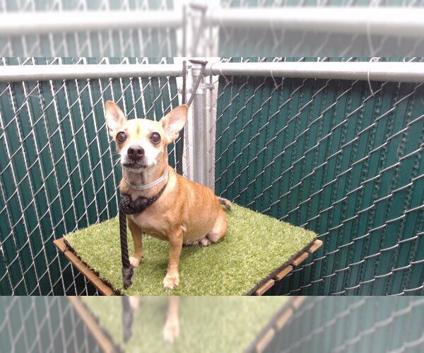 Medium Photo #1 Chihuahua Puppy For Sale in Downey, CA, USA