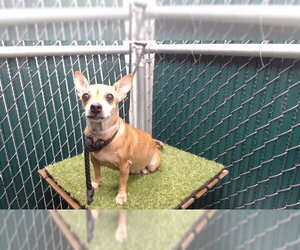 Chihuahua Dogs for adoption in Downey, CA, USA