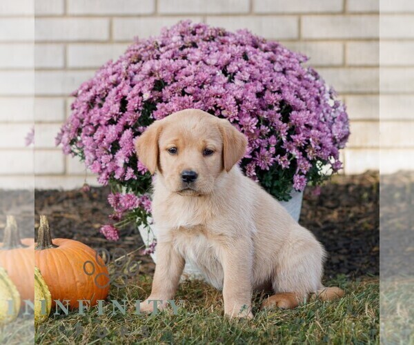 Medium Photo #1 Labrador Retriever Puppy For Sale in MORGANTOWN, PA, USA