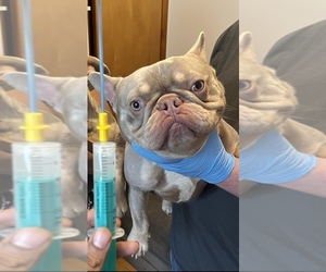 Father of the French Bulldog puppies born on 06/19/2025