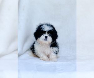 Shih Tzu Puppy for sale in POUND, VA, USA