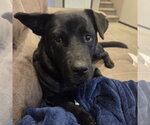 Small Photo #3 Labrador Retriever-Unknown Mix Puppy For Sale in Fargo, ND, USA