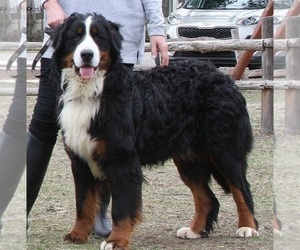 Father of the Bernese Mountain Dog puppies born on 06/12/2022