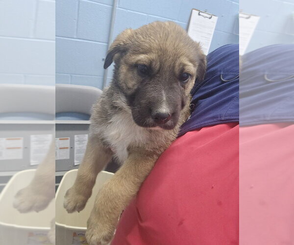 Medium Photo #2 Mutt Puppy For Sale in Evansville, IN, USA