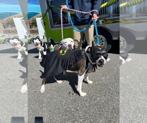 Medium Photo #1 American Pit Bull Terrier-American Staffordshire Terrier Mix Puppy For Sale in Atlanta, GA, USA