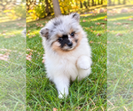 Bailey - Male Pomeranian Puppy for Sale - Photo #6