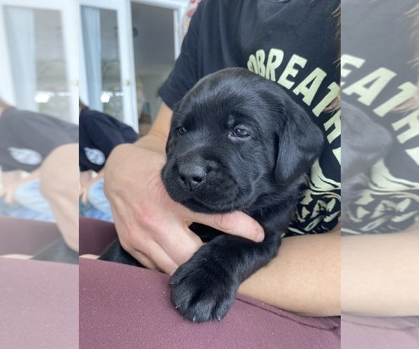 Medium Photo #1 Labrador Retriever Puppy For Sale in NEW HOLLAND, PA, USA