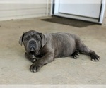 Small Photo #5 Cane Corso Puppy For Sale in KIRKWOOD, PA, USA
