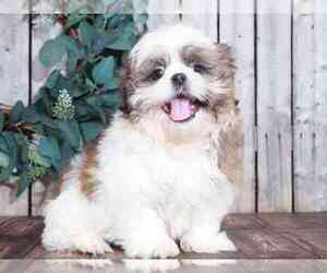 Shih Tzu Puppy for sale in MOUNT VERNON, OH, USA