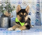 Small Photo #4 German Shepherd Dog-Siberian Husky Mix Puppy For Sale in LANCASTER, PA, USA